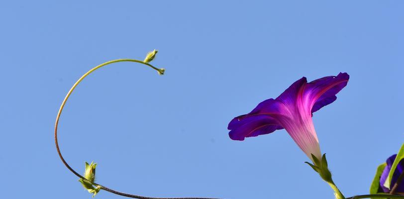 喇叭花的花语及象征意义（探秘喇叭花，诠释花语之美）