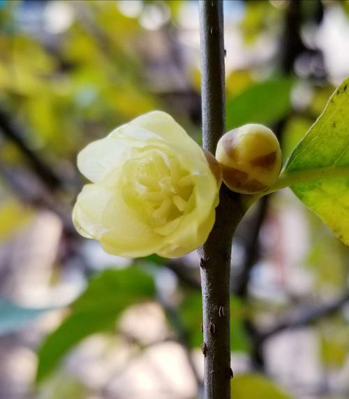 夏腊梅花语与其象征意义（探究夏腊梅花语的深层含义）