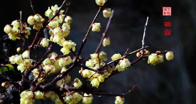 夏腊梅花语与其象征意义（探究夏腊梅花语的深层含义）