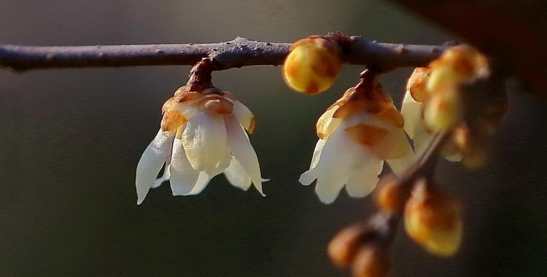 寒冬腊梅花之语（腊梅花花语的启示）