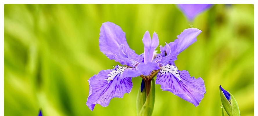 蓝蝴蝶花的花语与寓意（探究蓝蝴蝶花的美丽与神秘）