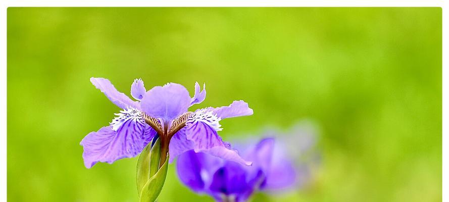 蓝蝴蝶花的花语与寓意（探究蓝蝴蝶花的美丽与神秘）