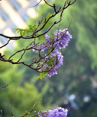 蓝花楹的花语及其象征意义（解读蓝花楹的花语，并探寻其在不同文化中的象征意义）