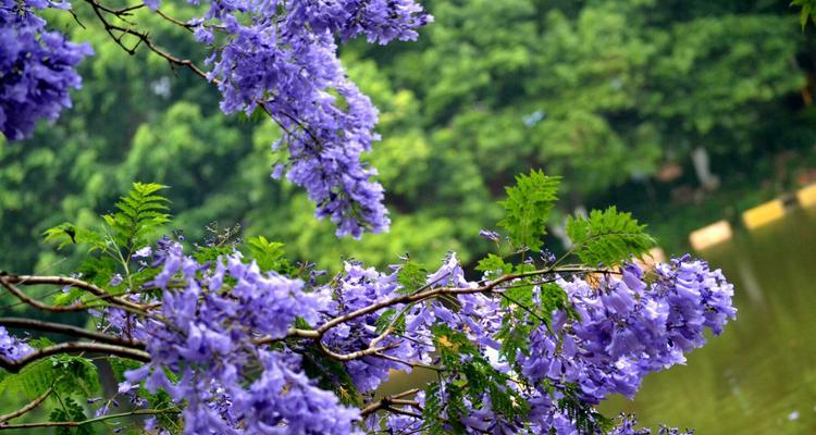 蓝花楹的花语与意义（解读蓝花楹的美丽与象征）