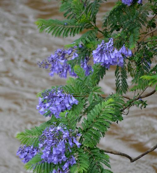 蓝花楹的花语与意义（解读蓝花楹的美丽与象征）