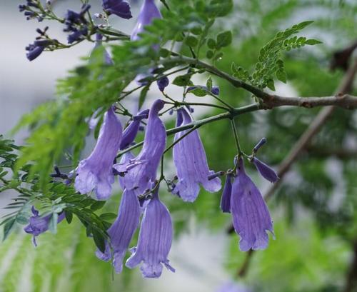 蓝花楹的花语之美（探寻蓝花楹花的意义与象征）