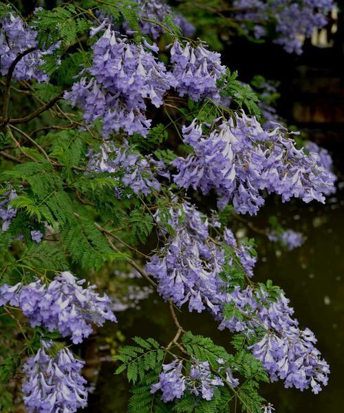 蓝花楹的花语之美（探寻蓝花楹花的意义与象征）