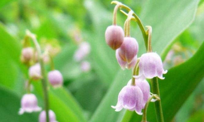 蓝铃花之花语与寓意（探究蓝铃花的美丽和神秘）