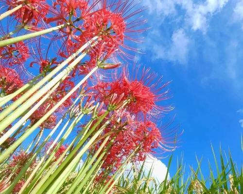 蓝色彼岸花之花语与意义（探寻蓝色彼岸花所传达的情感与寓意）