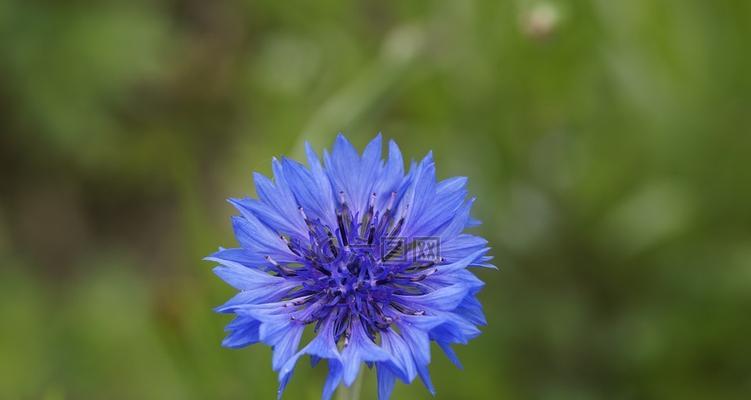 蓝色矢车菊的花语（探寻蓝色矢车菊花语的深意）