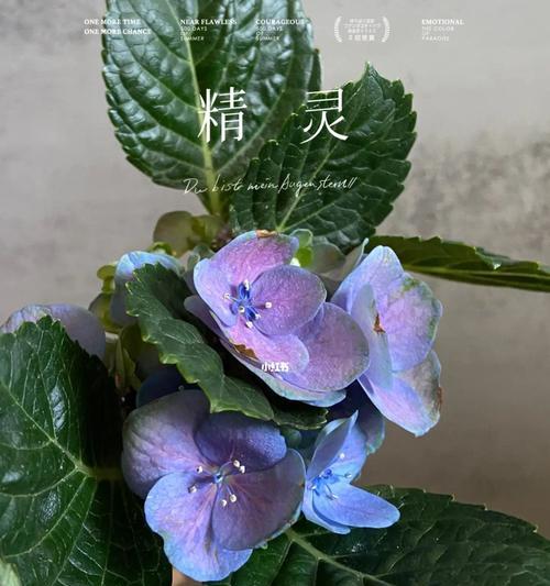 蓝色绣球花（传递爱意，展现美丽的绣球花语）