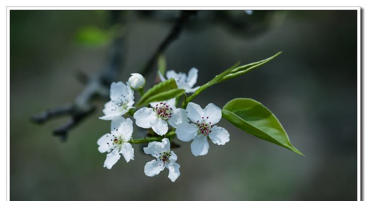 梨花的花语与象征意义（探究梨花的含义和象征意义，揭示它的文化内涵）