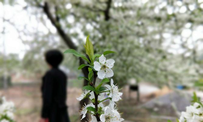 梨花之美（探寻梨花的神秘之美与深远象征）