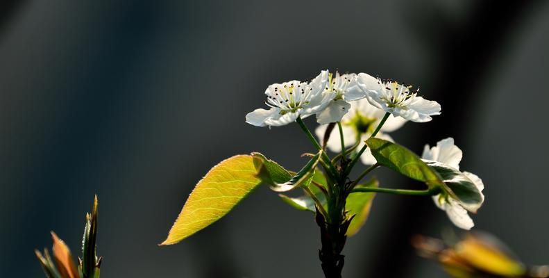 以梨花的寓意和象征（探寻梨花的深意，解读生命的轻盈之美）