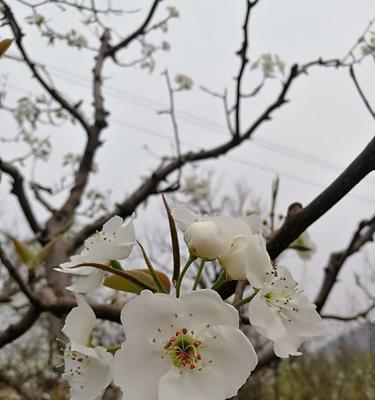 梨花花语的意义及传承（探索梨花花语的深层含义与文化意蕴）