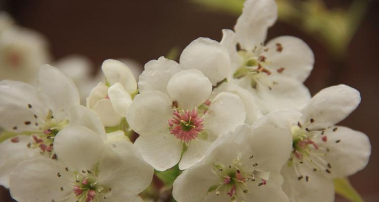 梨花之美（梨花的象征意义与艺术价值）