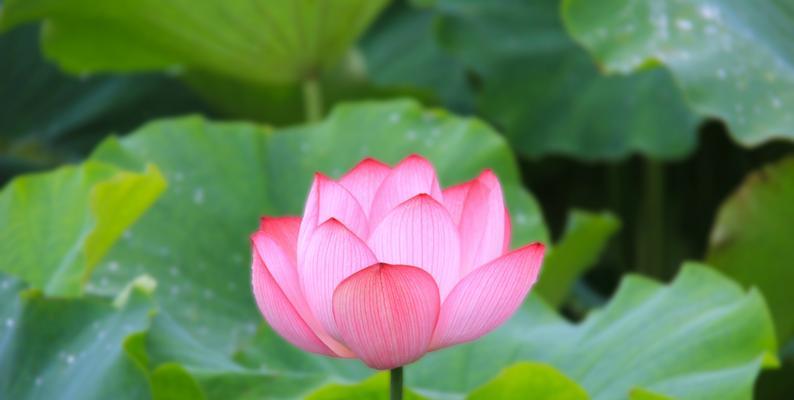 以莲花为主题的寓意和象征（莲花的美丽与涵义）