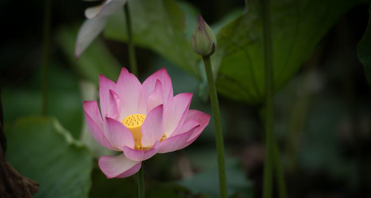 莲花（探寻莲花的深层寓意）