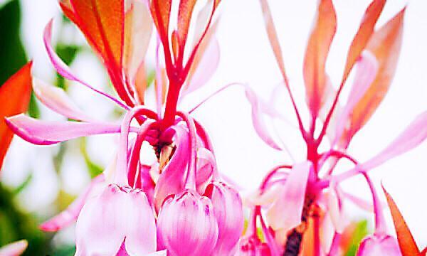 铃铛花的花语与意义（揭示铃铛花的象征与传达）