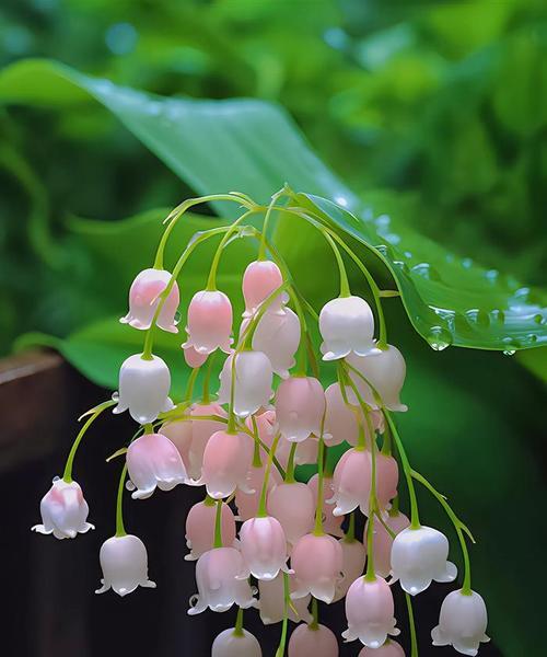 铃兰花的花语之美——春天的希望与爱（探索铃兰花的花语，一探花海中的柔情与希望）