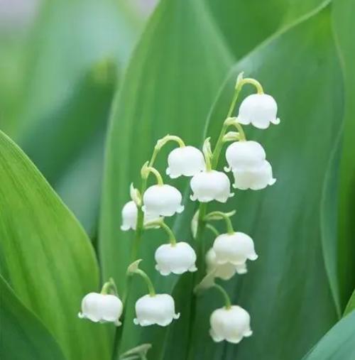 铃兰花的花语之美——春天的希望与爱（探索铃兰花的花语，一探花海中的柔情与希望）