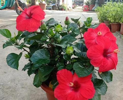 四季开花，闻香赏艳——花开花谢，四季芬芳（春夏秋冬，不同季节的开花景观）