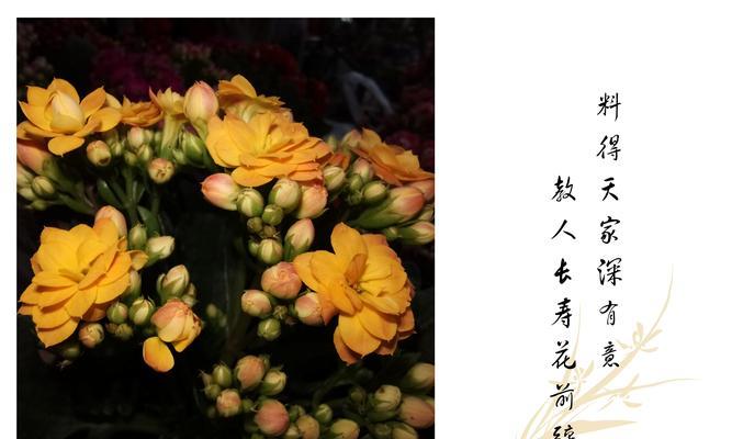 长寿花的花语及寓意（探究长寿花所代表的吉祥与长寿）