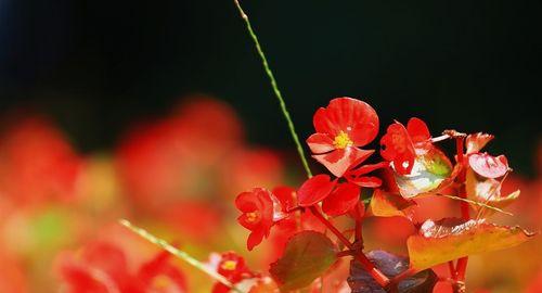 橙色海棠花语之美丽与热情（赏析橙色海棠的花语与寓意）