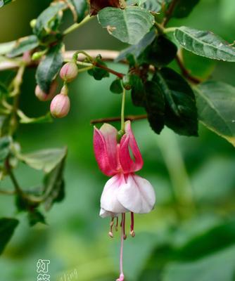 吊钟海棠花语——爱的等待（花开花谢，情深不变）