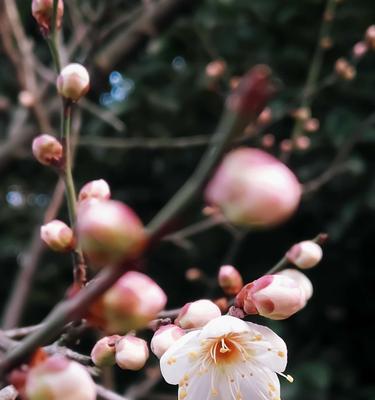 冬日梅花的坚韧与希望（冬天的梅花）