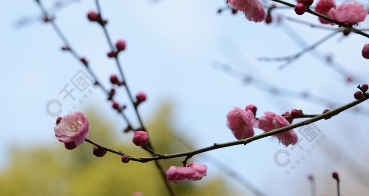 冬日梅花的坚韧与希望（冬天的梅花）