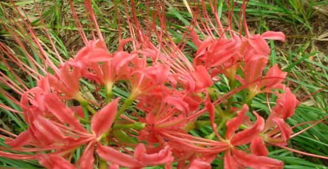 如何种植漂亮的彼岸花（从选地到养护，教你完美种植彼岸花）