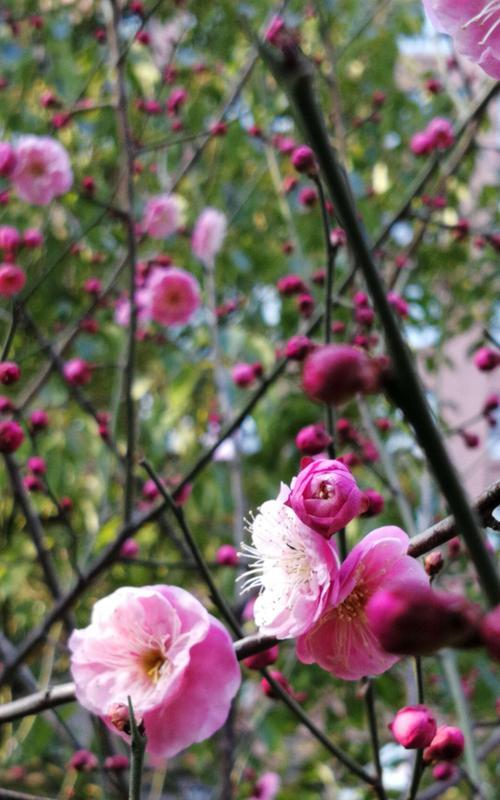 冬日梅花的象征意义（冬天中的希望和坚强——梅花的美丽与意义）