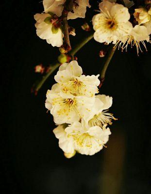 冬日梅花的象征意义（冬天中的希望和坚强——梅花的美丽与意义）