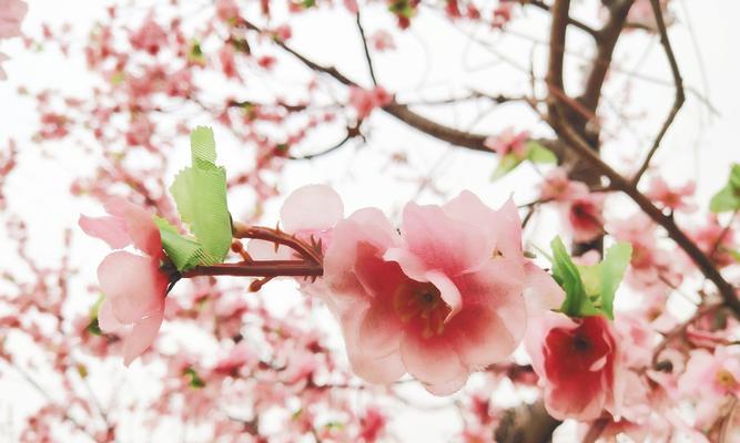 冬天梅花的特点与美丽（冬天梅花绽放的艳丽景象）