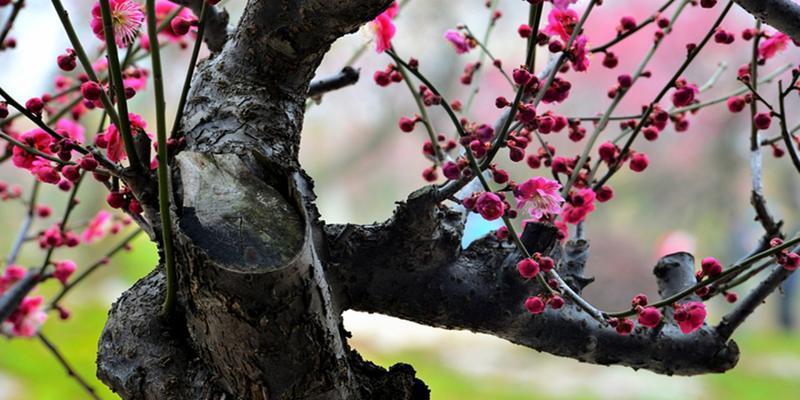 冬天梅花的特点（探寻冬日中的花海奇迹）