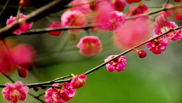 冬日梅花的傲雪风姿（探寻冬日梅花的独特之美）