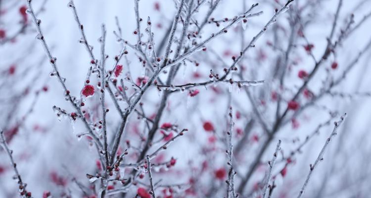 冬日梅花的傲雪风姿（探寻冬日梅花的独特之美）