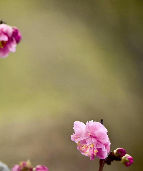 冬日梅花的傲雪风姿（探寻冬日梅花的独特之美）