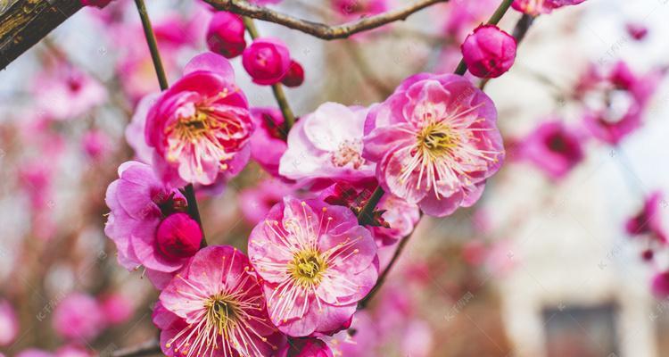 冬日的梅花之美（白雪纷飞中的坚强与希望）