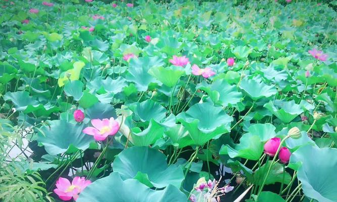 荷花开放季节（探秘荷花的美丽与神秘）