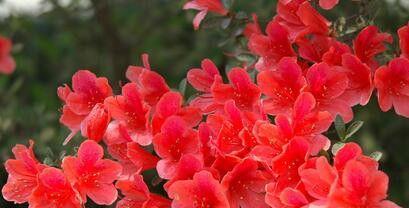 杜鹃花的开花次数（探究杜鹃花开花频率的因素与特点）