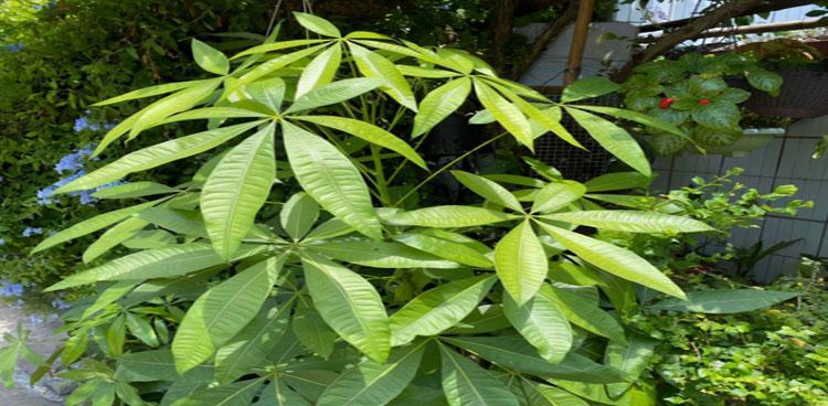 发财树种植方法详解（了解如何正确种植发财树，让你轻松拥有财运满满的幸福生活！）