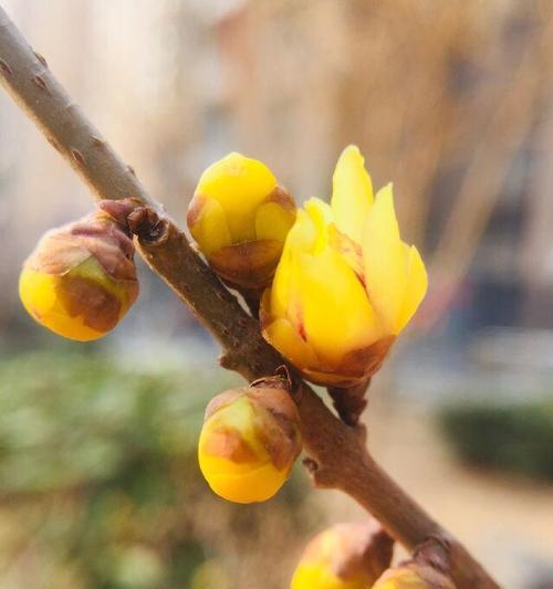 冬季花园里的花卉（探寻寒冷季节中的鲜艳美丽）