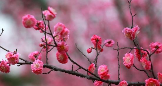 冬日迎春，红梅花开（寻找冬日的芳香与美丽）