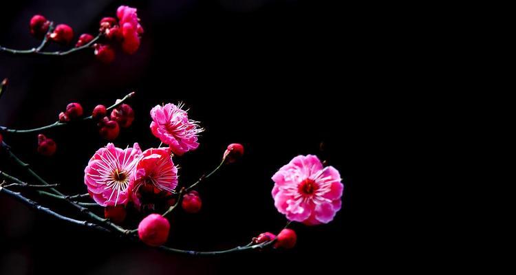 冬日迎春，红梅花开（寻找冬日的芳香与美丽）