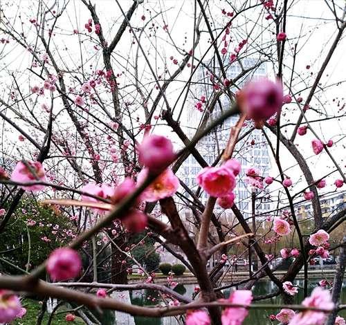 冬日迎春，红梅花开（寻找冬日的芳香与美丽）