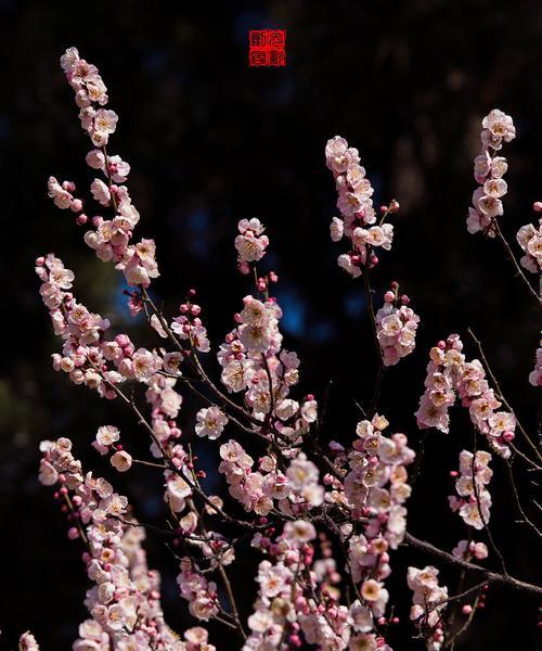 揭秘梅花开花季节（探寻梅花开放的时间、条件和特点）