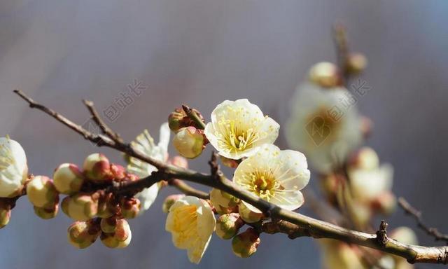 揭秘梅花开花季节（探寻梅花开放的时间、条件和特点）