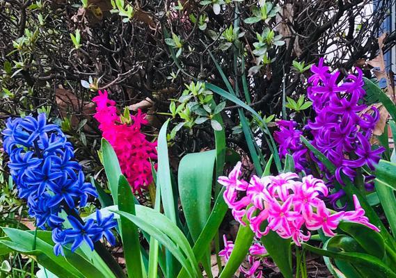 风信子之花语（探索风信子花语中的五种颜色及其象征意义）